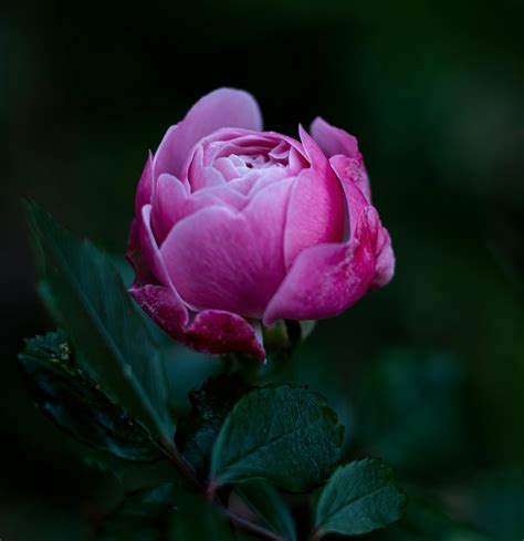 Light Pink Rose Petals on Fabric · Free Stock Photo