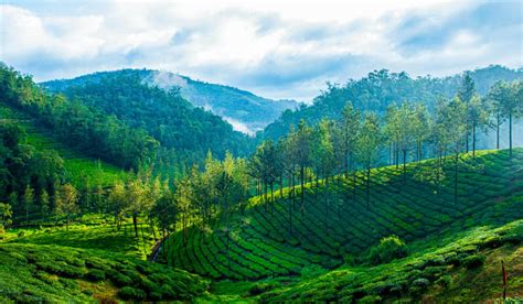 Thekkady is famous for its beautiful scenery and rich biodiversity.