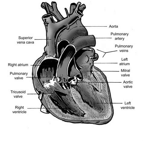 Cow Heart Diagram Printable