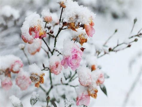 Flowers in Snow Wallpapers - Top Free Flowers in Snow Backgrounds - WallpaperAccess