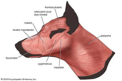 Nasolabial Levator Muscle · PetMassage™ Training and Research Institute