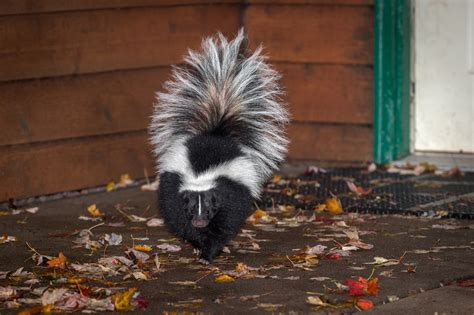 What to Do If a Dog Gets Sprayed By a Skunk - Animal Control ...