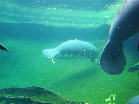 A Large Manatee Eating Romaine Lettuce Stock Footage - Video of mammal ...