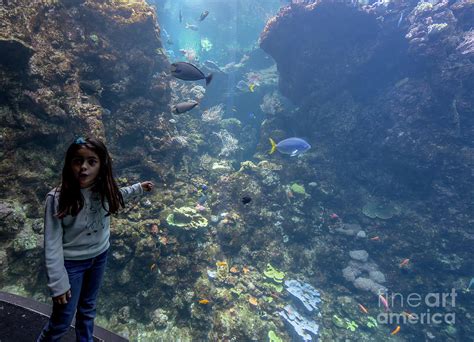 California Academy of Sciences Aquarium in San Francisco, California Photograph by David ...