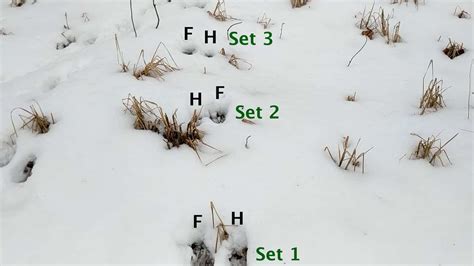 Identifying Raccoon Tracks In Snow: Winter Trail Behavior