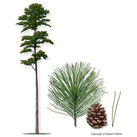 Longleaf Pine Drawing at PaintingValley.com | Explore collection of Longleaf Pine Drawing