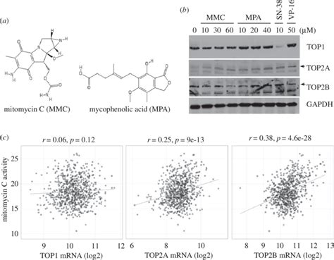 Effect of predicted topoisomerase inhibitors on the formation of ...