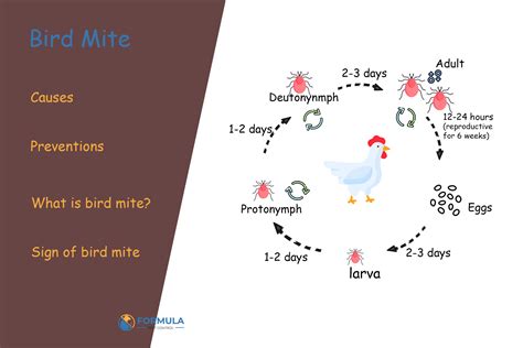 Bird Mites: Causes and Prevention