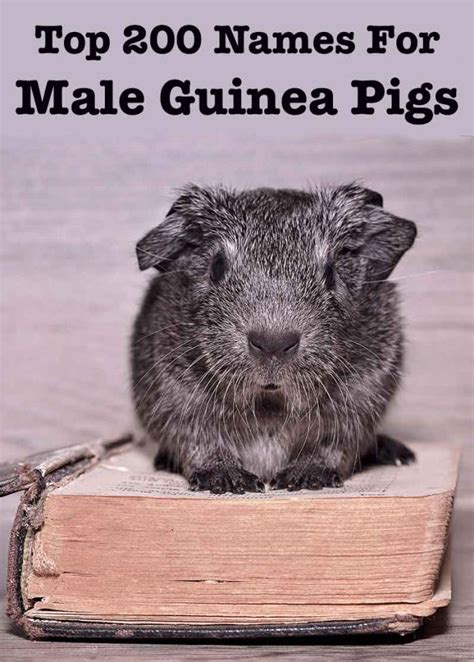 Boy Guinea Pig Names - 200 Great Names For Male Guinea Pigs