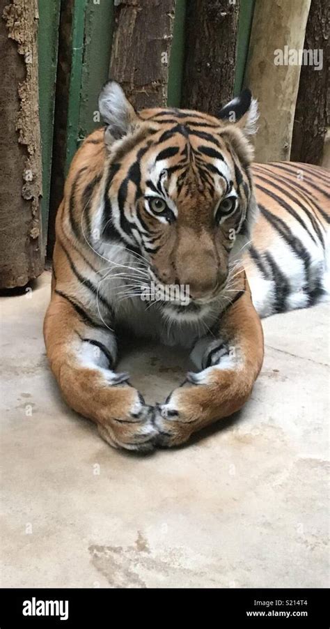 Tiger close up Stock Photo - Alamy