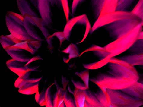 Dark Background flowers | dark pink flower by Hanna H. - Desktop ...