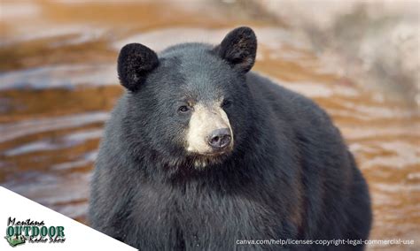 FWP News: Multi-year black bear population and habitat study expands to ...