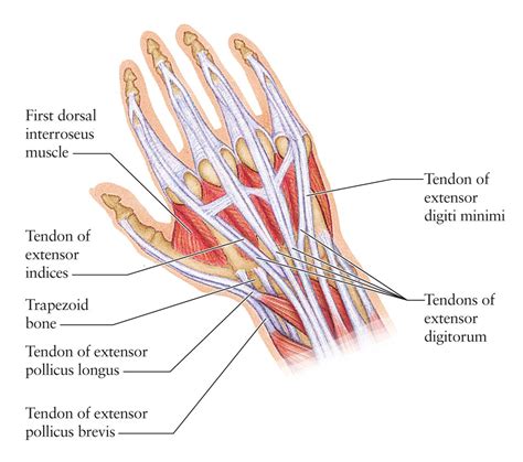 hand tendons - Google Search | Inside Out | Pinterest | Hand anatomy, Muscle and We