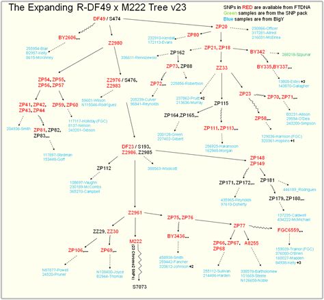 R-DF49 and Subclades - Background - FamilyTreeDNA