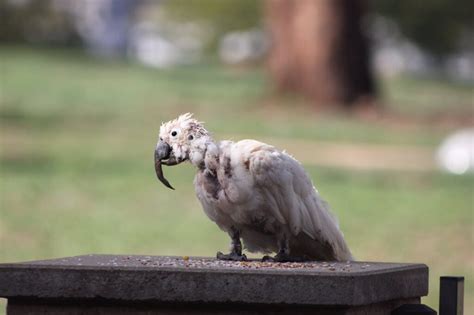Psittacine Beak and Feather Disease – It's Like "Bird Aids" - Cronulla ...