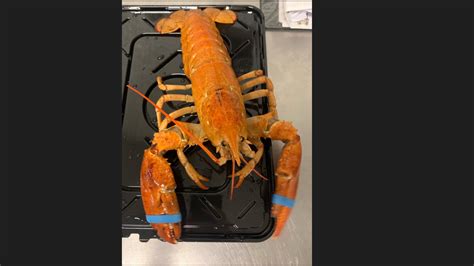 VIA Aquarium receives rare orange lobster donation