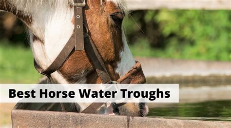 5 Best Horse Water Troughs That Are Reliable and Durable