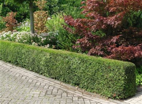 Buy English Yew Hedges | Common Yew Hedging | Hopes Grove Nurseries