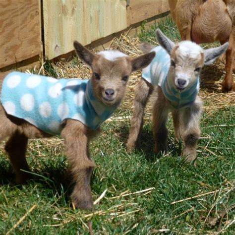 6 Things You Need to Understand About Versatile Miniature Goat Breeds