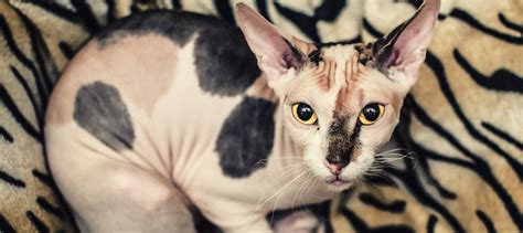 What Colors Can Sphynx Cats Be? | Litter-Robot