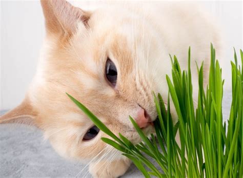 Terungkap! Inilah Alasan Kucing Makan Rumput! – Star Farm International