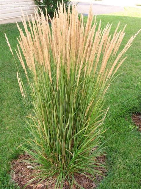 ornamental-grasses - Sun Valley Landscaping