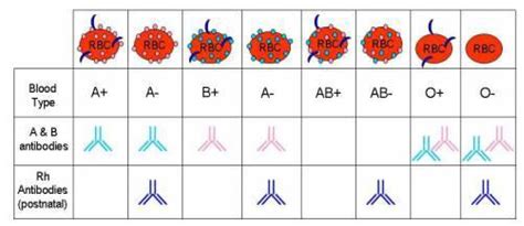 Blood Antigens And Antibodies