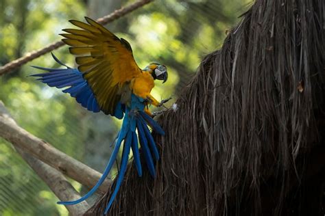 Last wild macaw in Rio is lonely and looking for love; see pics ...