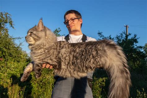 Large Cat Breeds That Make the Cutest Pets | Reader's Digest