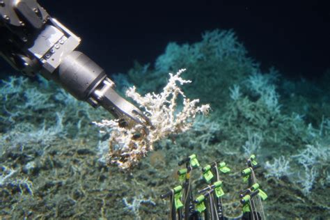 Scientists discovered 85 miles of deep-sea coral reef hidden off the US East Coast — here's what ...