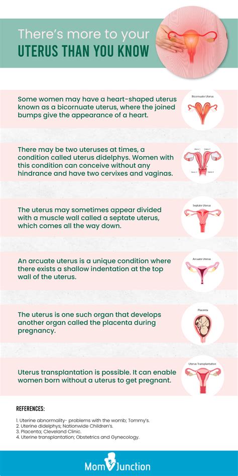 Uterus Pregnancy Length