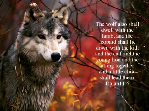 The wolf, bible verses, jesus, scriptures, lamb, wolf, bible, wolves, god, holy spirit, HD ...