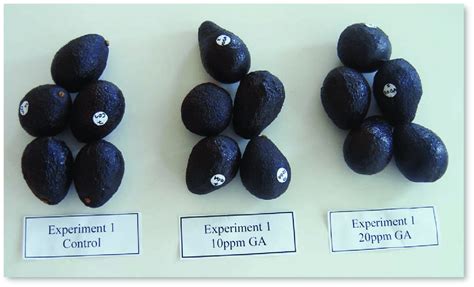 Fruit after ripening. | Download Scientific Diagram