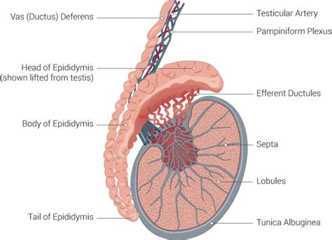 [Figure, Testicle Illustration. Testicle illustration includes...] - StatPearls - NCBI Bookshelf