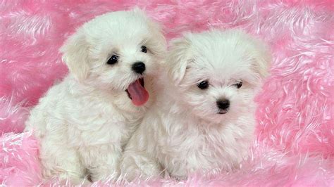 2 CUTE WHITE PUPPIES, cute, puppies, two, white, puppy, canine, HD ...