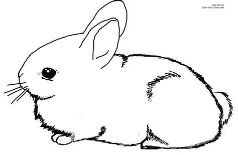 Adorable Baby Cottontail Rabbit Bunny Coloring Page