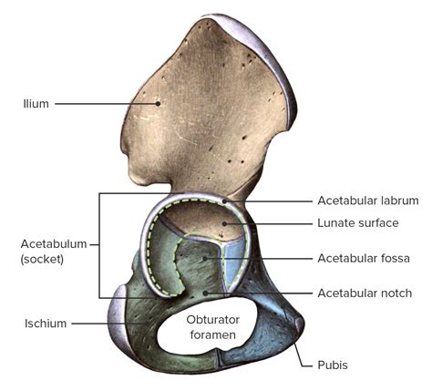 Hip Joint: Anatomy | Concise Medical Knowledge