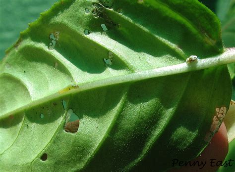 caterpillar damage-9 | Very young caterpillars are almost in… | Flickr