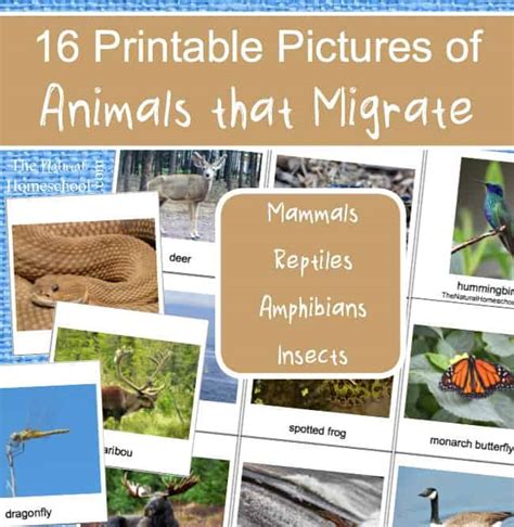 16 Printable Pictures of Animals that Migrate - The Natural Homeschool