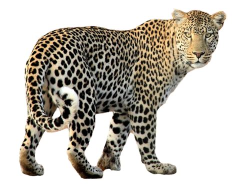 Leopard Print PNG Transparent Leopard Print.PNG Images. | PlusPNG