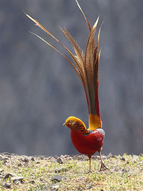 Golden Pheasant - how expensive those brightly colored and conspicuous feathers are. | Beautiful ...