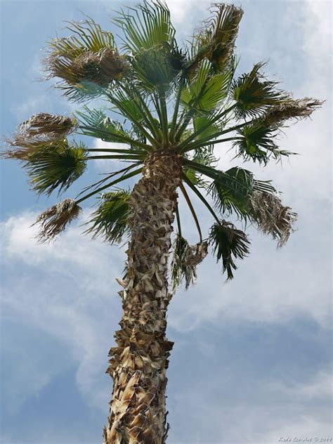 Ken's Photo Gallery: Mexican Fan Palm (Washingtonia robusta)