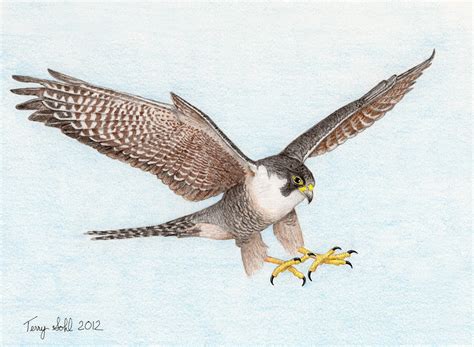 Peregrine Falcon in Flight - By Terry Sohl