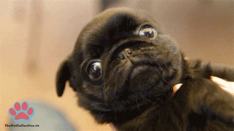 Baby Pug GIFs - Find & Share on GIPHY