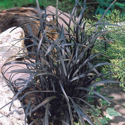 Black Grass (Ophiopogon planiscarpus Nigrescens) | J Parker Dutch Bulbs