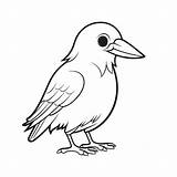 Small Crow Coloring Page Pages Bird Outline Sketch Drawing  sketch template