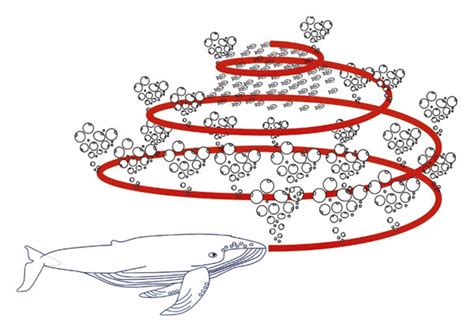 Bubble-net feeding behavior of humpback whales. | Download Scientific ...