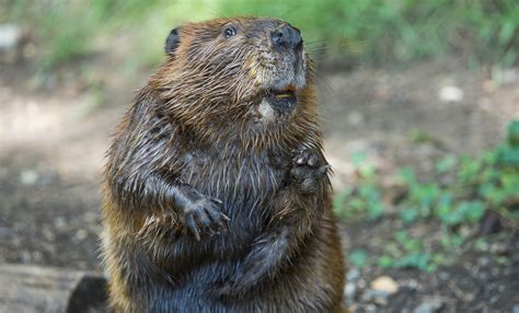 Beaver | Smithsonian's National Zoo