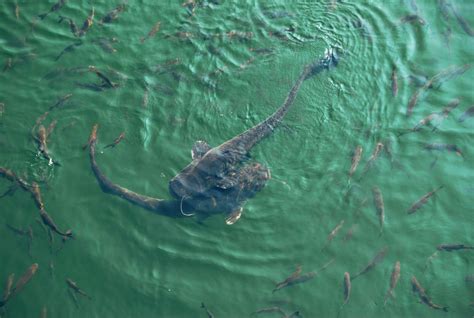 Giant cat fish in lake in Chernobyl -16 (approximately 5 feet tall) (They didn’t like my hummus ...