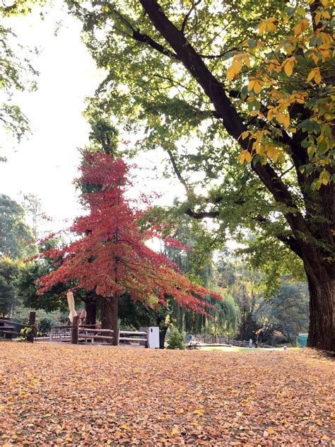 Bright, Victoria. Autumn. So pretty. | Fall colors, Colours, Autumn